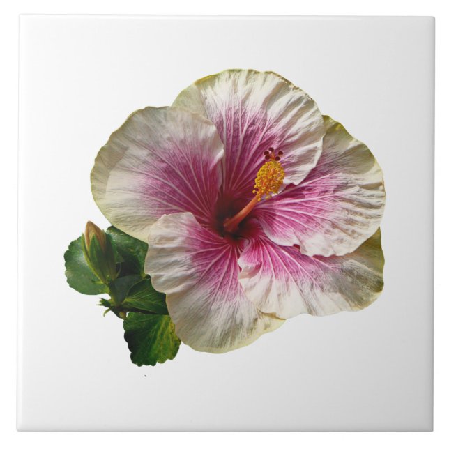 Carreau Hibiscus Candy Striper (Devant)