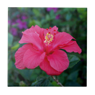 Carreau Hibiscus rose vif