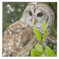 Hibou barré