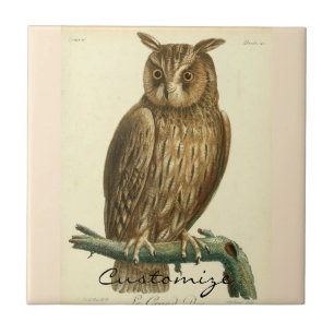 Carreau Hibou de la Grande Corne Thunder_Cove