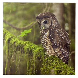 Carreau Hibou tacheté du Nord (Strix occidentals caurina)