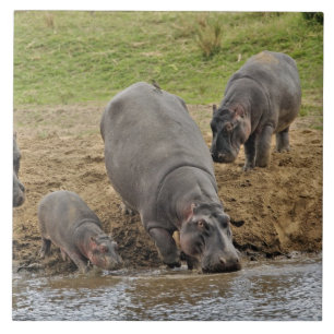 Carreau Hippopotame, Hippopotamus amphibius, Serengeti
