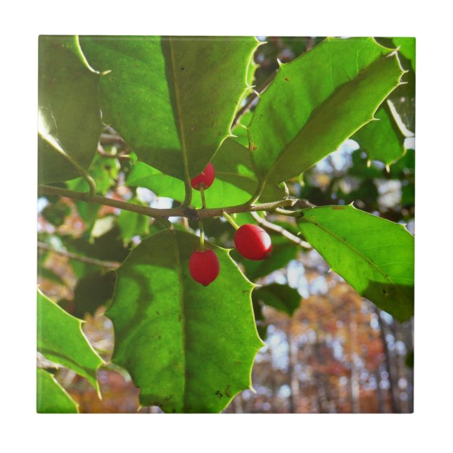 Carreau Holly Feuilles II Vacances Nature Botanique (Devant)
