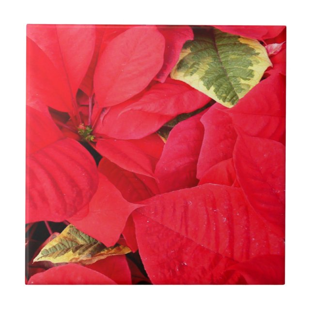 Carreau Holly Point Poinsettias vacances Floral (Devant)