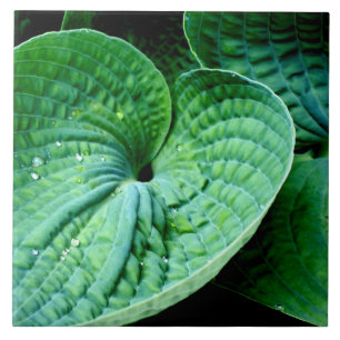 Carreau Hosta Heart