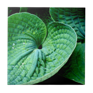 Carreau Hosta Heart