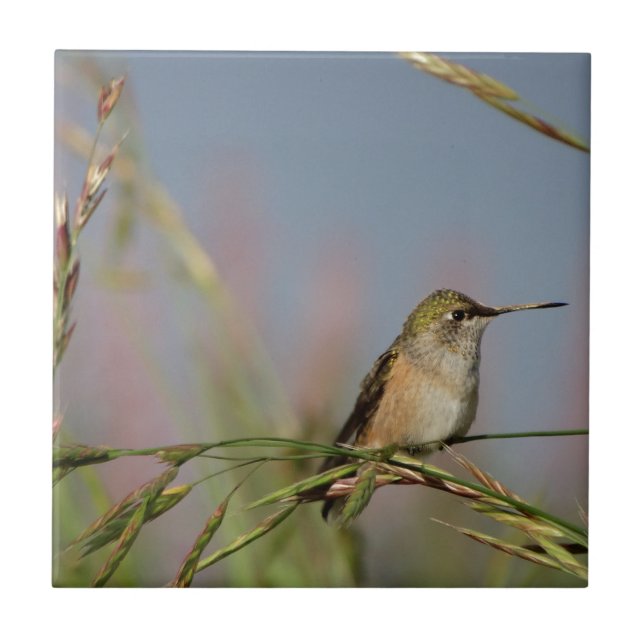 Carreau humongbird (Devant)