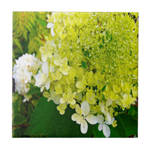 Carreau Hydrangea Limelight Vert Chartreuse Élégant
