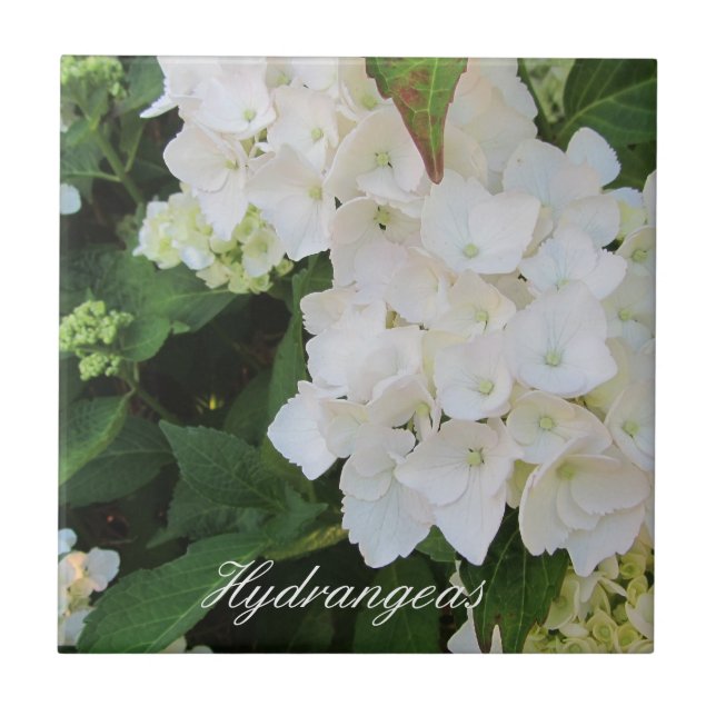 Carreau Hydrangeas Blancs Élégants (Devant)
