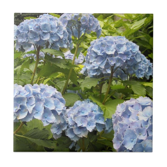 Carreau Hydrangeas Bleu Profond (Devant)
