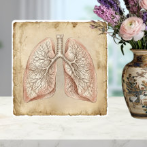 Illustration anatomique vintage des poumons en cro