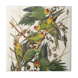Carreau Illustration Audubon Carolina Parrot Bird