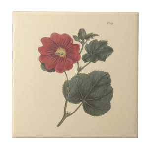 Carreau Illustration botanique de Seringapatam Hollyhock