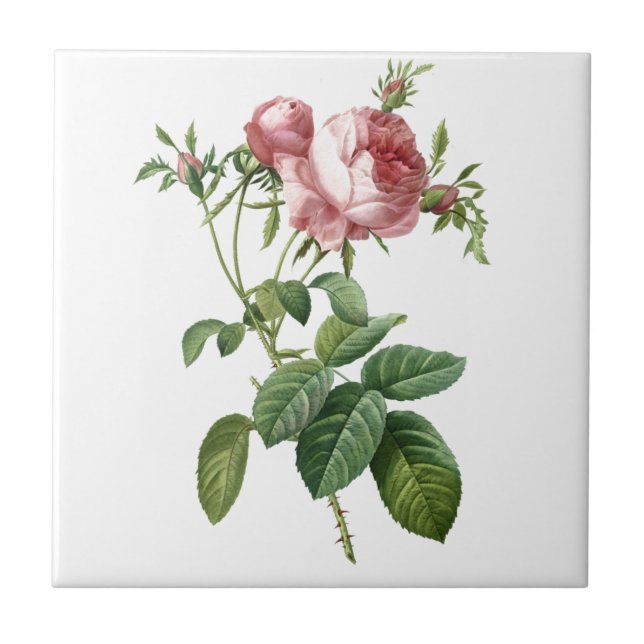 Carreau Illustration botanique rose vintage, Redoute (Devant)