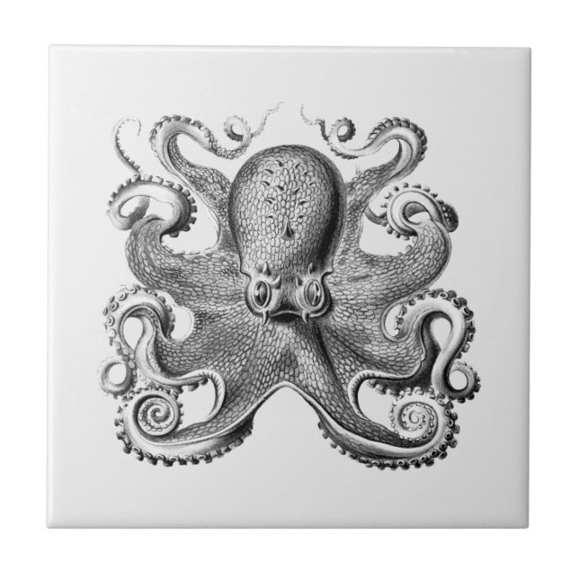 Carreau Illustration de la pieuvre noire par Ernst Haeckel (Devant)