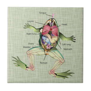Carreau Illustration de l'anatomie de la grenouille