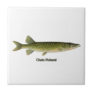Carreau Illustration de Pickerel à chaînes