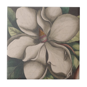Carreau Illustration vintage de la fleur de Magnolia
