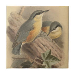 Carreau Illustration vintage de Nuthatch