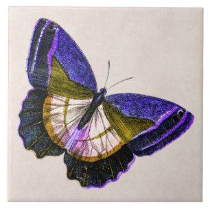 Carreau Illustration vintage de papillon de pourpre et
