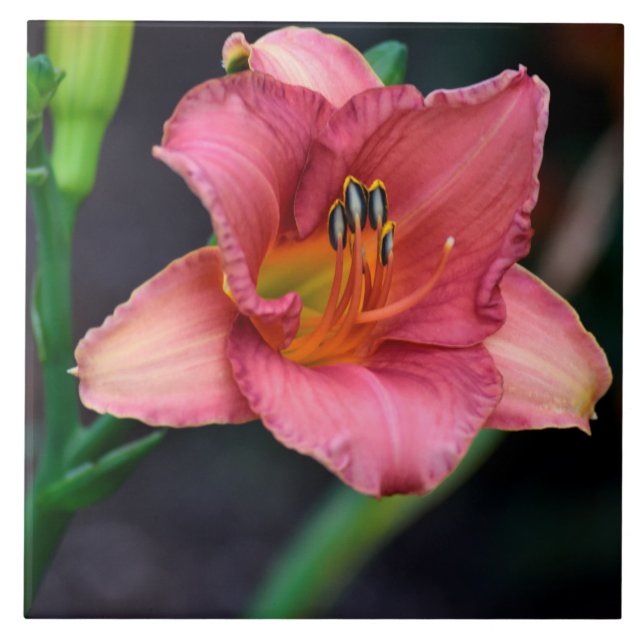 Carreau Image Jour Lily (Devant)