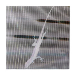 Carreau Image négative d'un lézard sur un écran de fenêtre