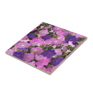Carreau Image photo de fleurs de liseron rose et violet