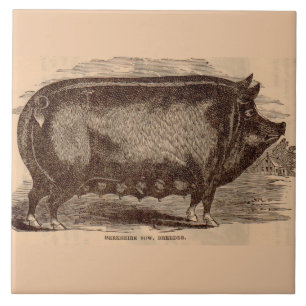 Carreau Impression de porc du 19e siècle Berkshire semé no