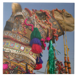 Carreau INDE, Rajasthan, Pushkar: FOIRE AUX CHAMEAUX DE PU
