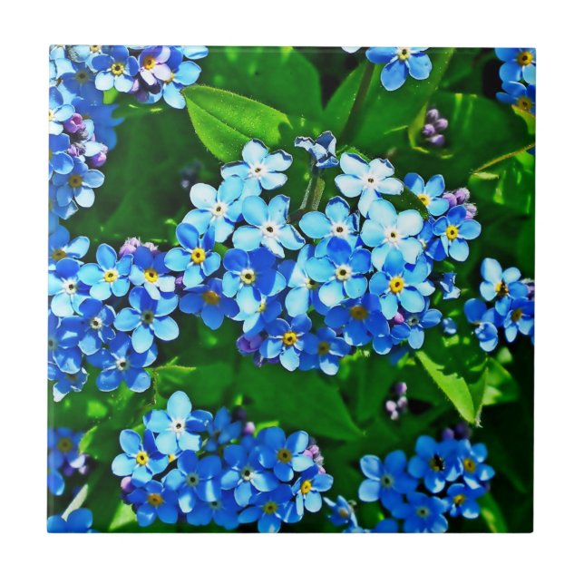 Carreau Inspirations de la nature Bleu clair Oubliez-moi N (Devant)