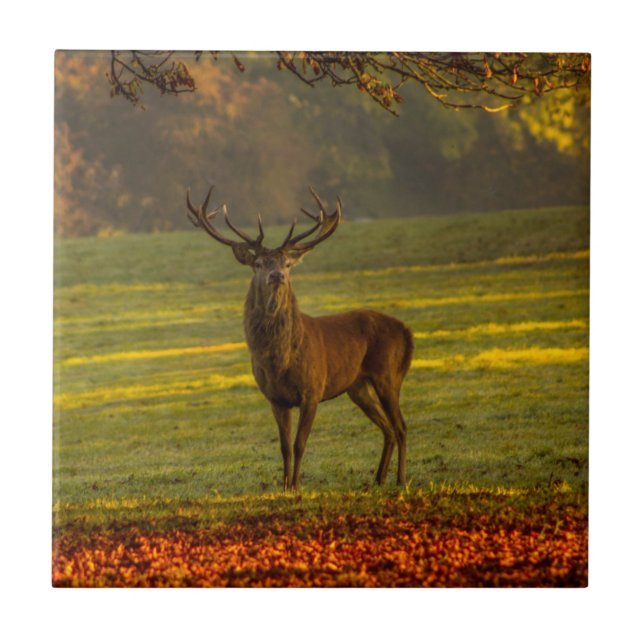 Carreau Inspirations naturelles Regal Buck (Devant)