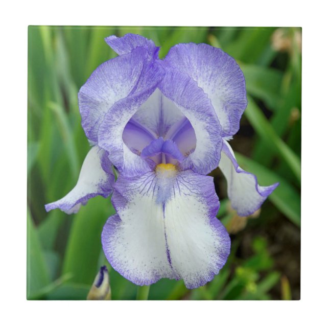 Carreau Iris bleu (Devant)