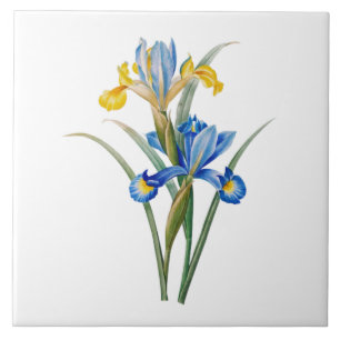 Carreau Iris d'Espagne par Pierre-Joseph Redouté