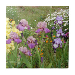Carreau Iris iris fleurs fleuris Cottage Jardin Anniversai