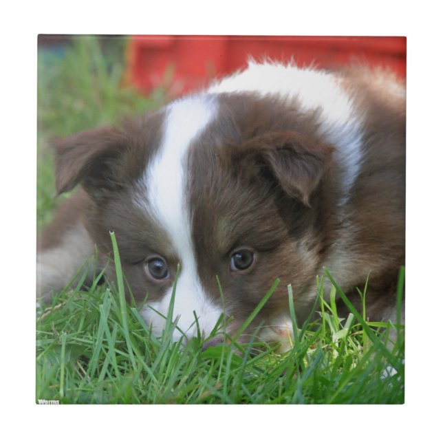 Carreau Islandhund (Devant)