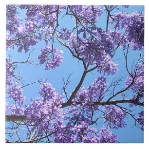Carreau Jacaranda Blossoms