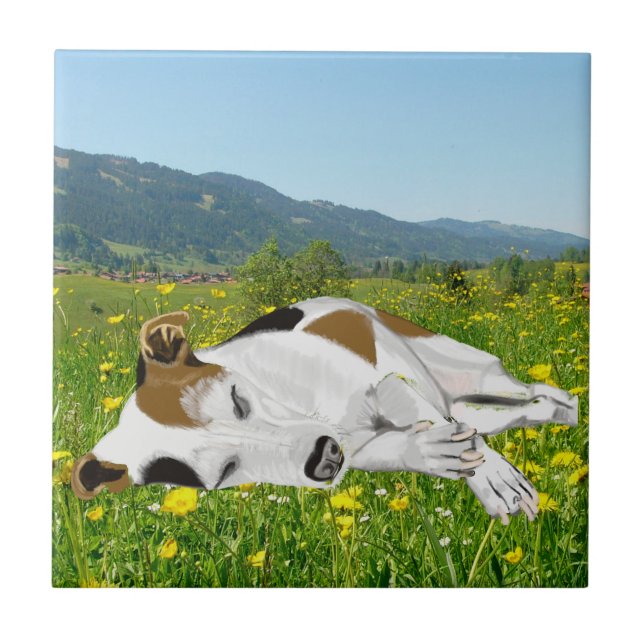 Carreau Jack Russell couché dans une prairie à fleurs (Devant)