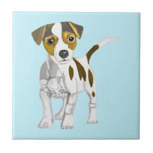 Carreau Jack Russell Terrier