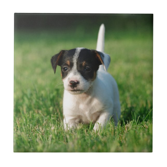 Carreau Jack Russell Terrier puppy (Devant)