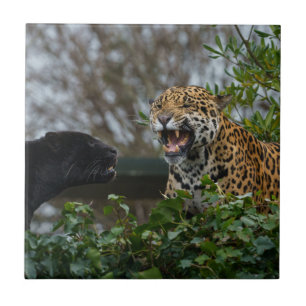 Carreau Jaguar Growl