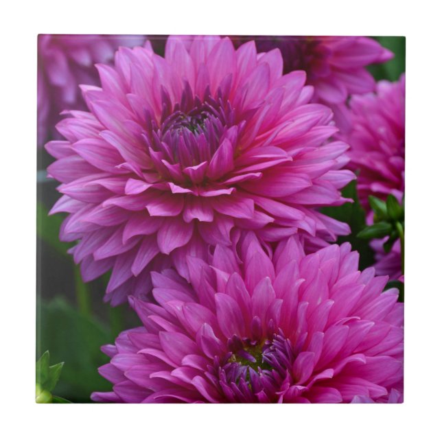 Carreau Jardin fleuri violet dahlia (Devant)