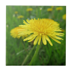 Carreau jaune, bouton d'or, plante, pissenlit, prairie,