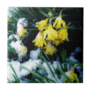 Carreau Jaune Daffodils fleurs dans la neige
