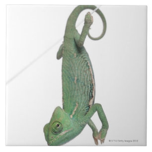 Carreau Jeune caméléon voilé, calyptratus de Chamaeleo