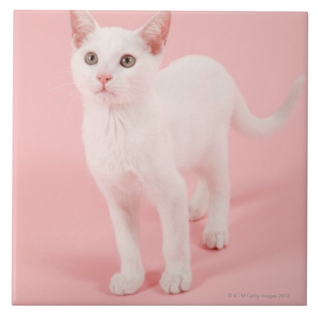 Carreau Jeune chat blanc 2 (Devant)