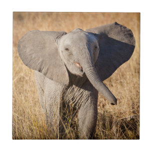 Carreau Jeune éléphant de savane