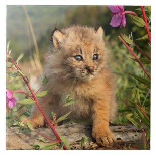 Carreau Jeune Lynx du Canada, Alaska