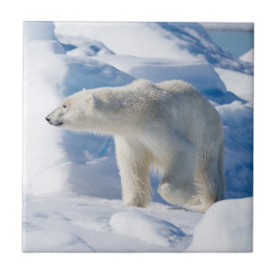 Carreau Jeune Ours Polaire Mâle