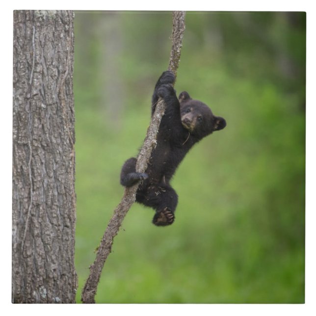 Carreau Jeune ourson noir jouant sur une branche d'arbre (Devant)
