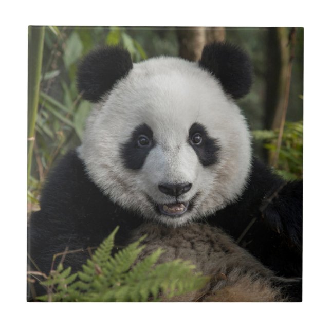 Carreau Jeune panda heureux, Chine (Devant)